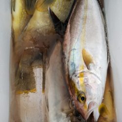 遊漁船 新鋭丸 釣果