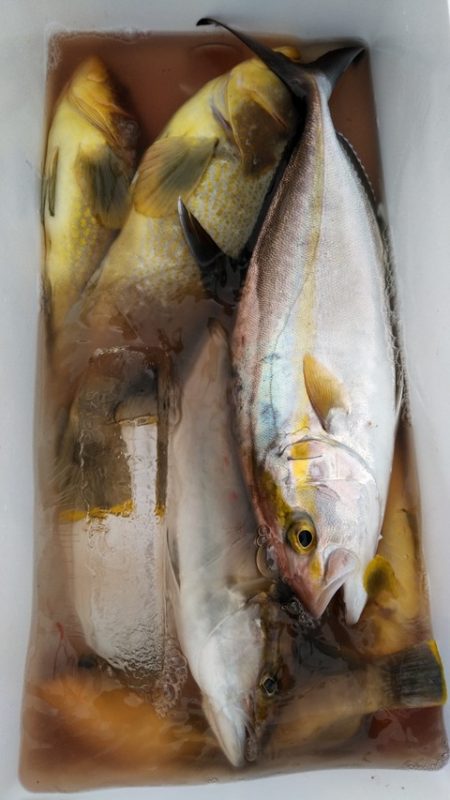 遊漁船 新鋭丸 釣果