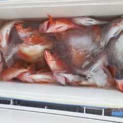 第二むつ漁丸 釣果