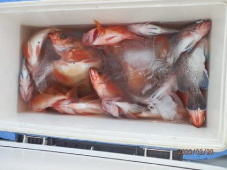 第二むつ漁丸 釣果