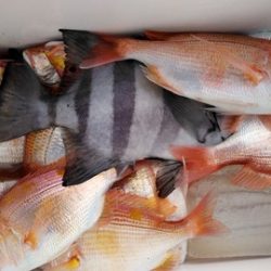 遊漁船 新鋭丸 釣果