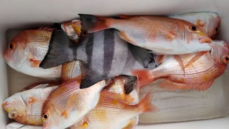 遊漁船 新鋭丸 釣果