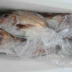 遊漁船 セトマリン 釣果