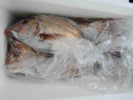 遊漁船 セトマリン 釣果