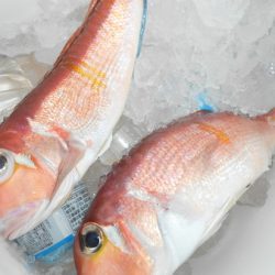 こうゆう丸 釣果