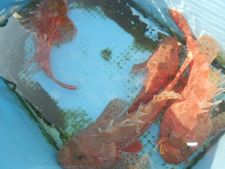 こうゆう丸 釣果