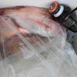 遊漁船 セトマリン 釣果