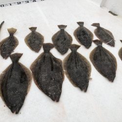 Magic(マジック) 釣果