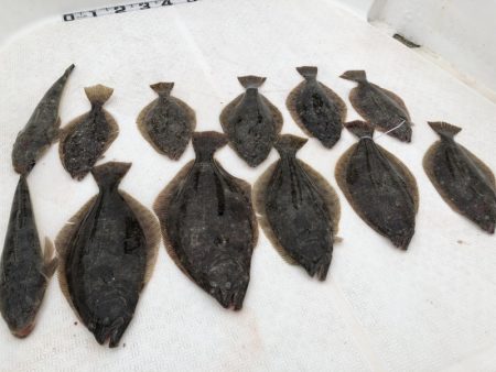 Magic（マジック） 釣果