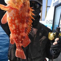 遊漁船 新鋭丸 釣果