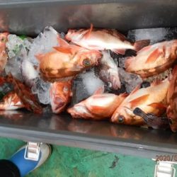 第二むつ漁丸 釣果