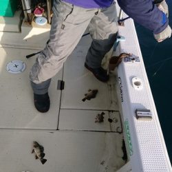 遊漁船 ニライカナイ 釣果