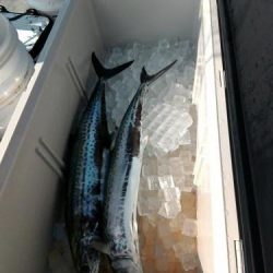 ファイヤードルフィン 釣果