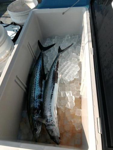 ファイヤードルフィン 釣果