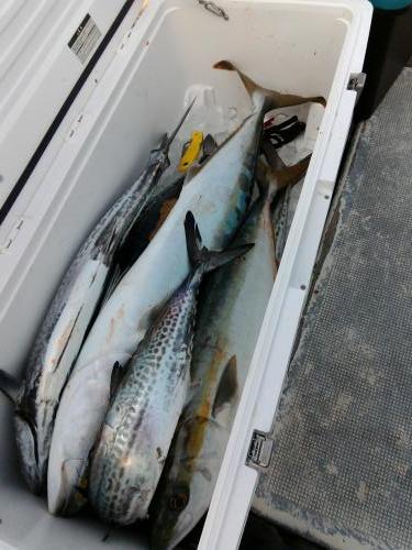 ファイヤードルフィン 釣果