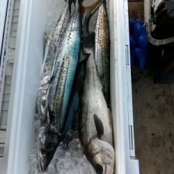 ファイヤードルフィン 釣果