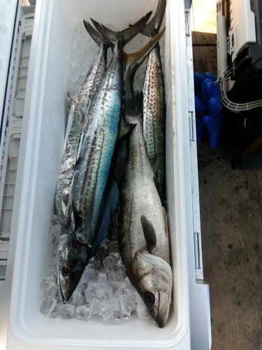 ファイヤードルフィン 釣果