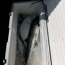 ファイヤードルフィン 釣果