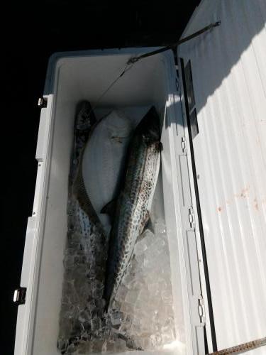 ファイヤードルフィン 釣果