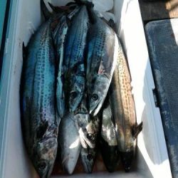 ファイヤードルフィン 釣果