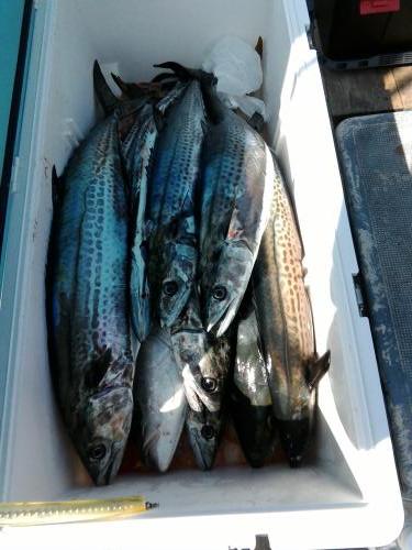 ファイヤードルフィン 釣果