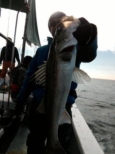 ファイヤードルフィン 釣果