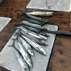 ファイヤードルフィン 釣果