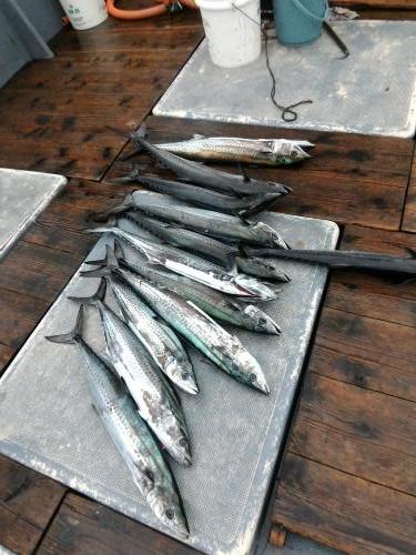 ファイヤードルフィン 釣果