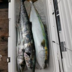 ファイヤードルフィン 釣果