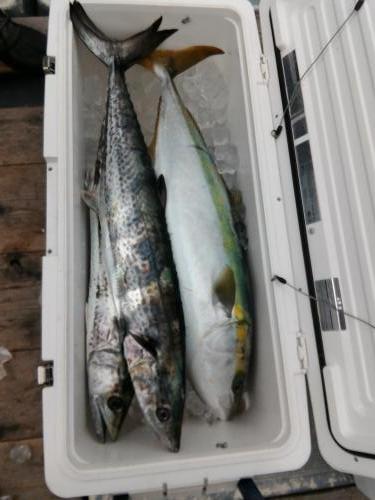 ファイヤードルフィン 釣果