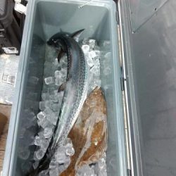 ファイヤードルフィン 釣果