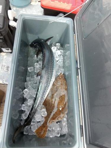 ファイヤードルフィン 釣果