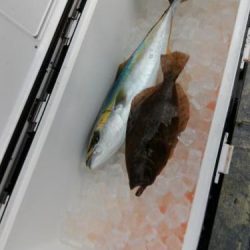 ファイヤードルフィン 釣果