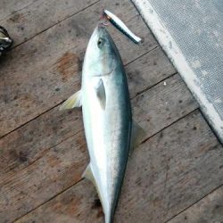 ファイヤードルフィン 釣果