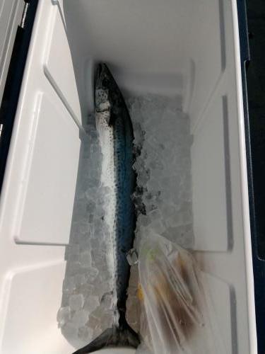 ファイヤードルフィン 釣果