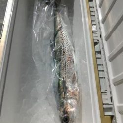 ファイヤードルフィン 釣果