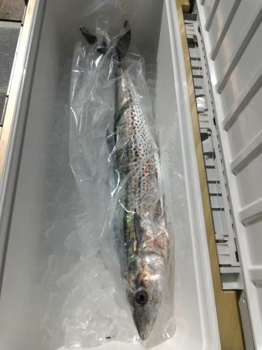 ファイヤードルフィン 釣果