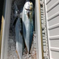 ファイヤードルフィン 釣果