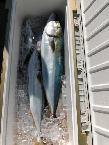 ファイヤードルフィン 釣果