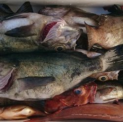 遊漁船 ニライカナイ 釣果