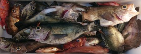 遊漁船 ニライカナイ 釣果