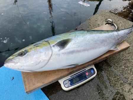 まるいち丸 ZERO-1 釣果