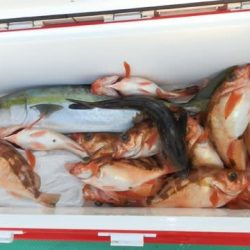 第二むつ漁丸 釣果