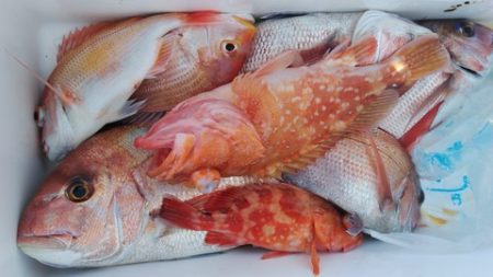 遊漁船 新鋭丸 釣果