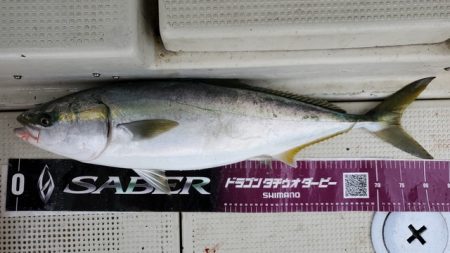 遊漁船　ニライカナイ 釣果