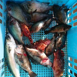 たかみ丸 釣果
