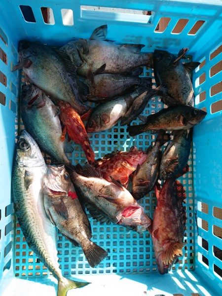 たかみ丸 釣果