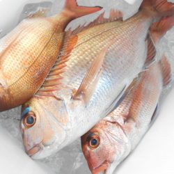 こうゆう丸 釣果