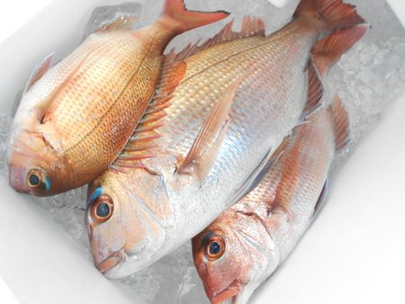 こうゆう丸 釣果