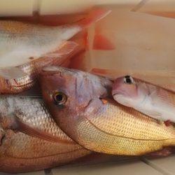 遊漁船 新鋭丸 釣果